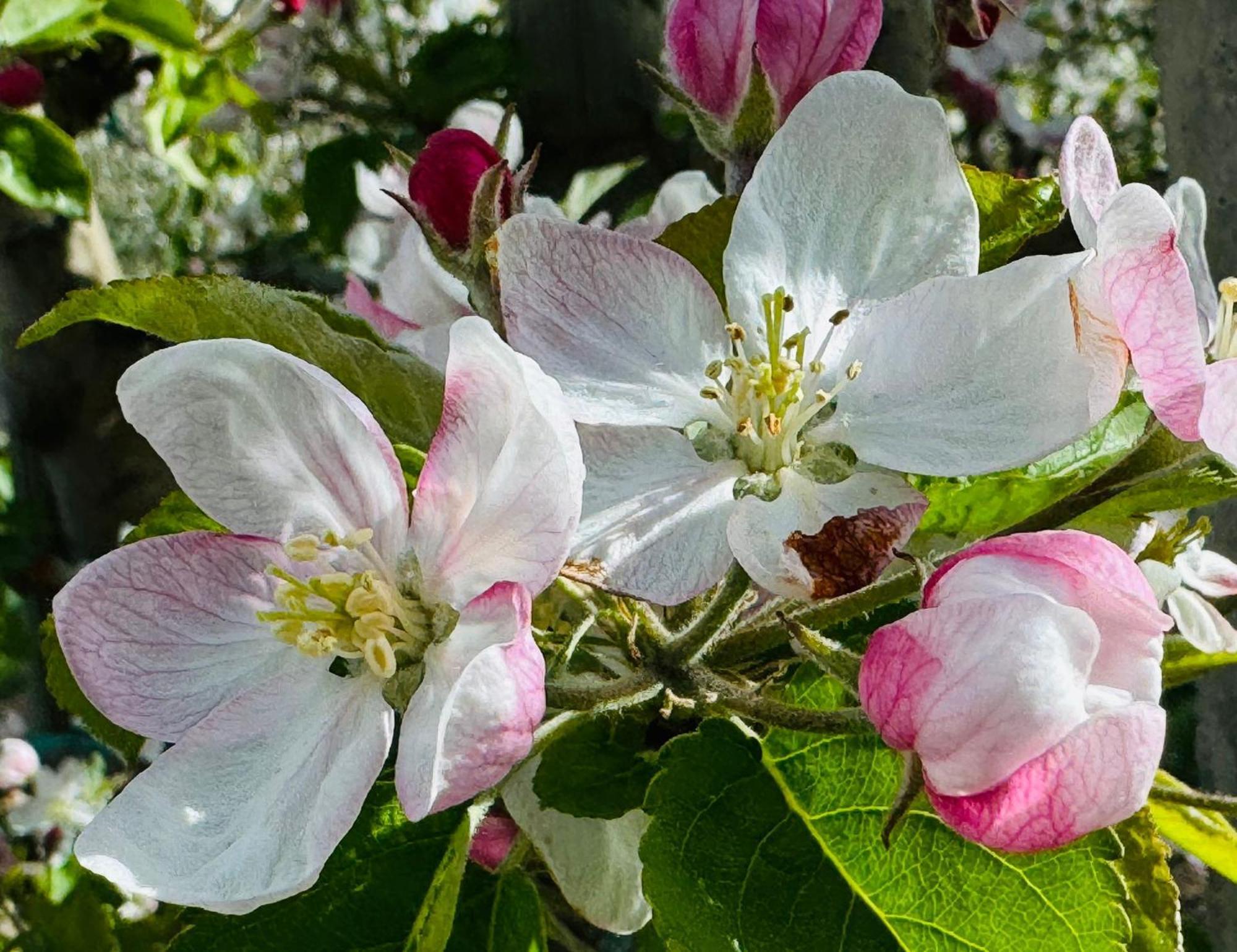 Ferienwohnungen Jojasa Laces Eksteriør bilde
